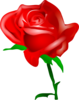Flower Rose Bud Red Opened Large Image